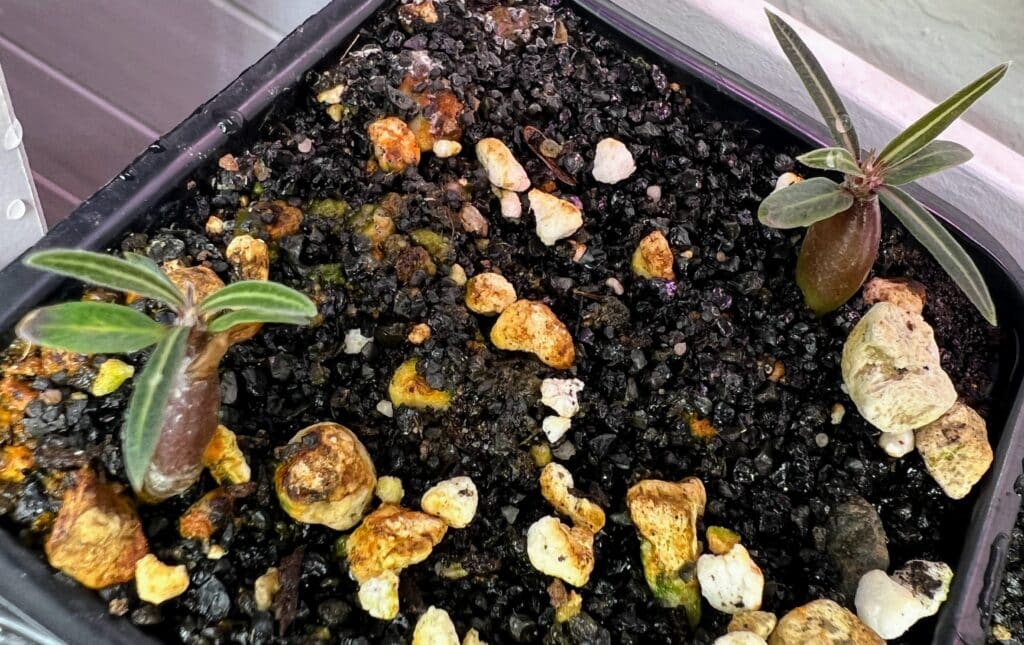 Draufsicht auf Pachypodium rosulatum gracilis-Sämlinge