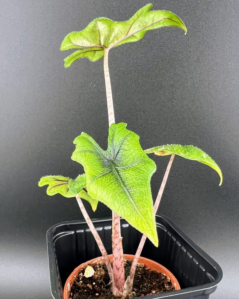 Gesamtansicht einer Alocasia jacklyn-Pflanze