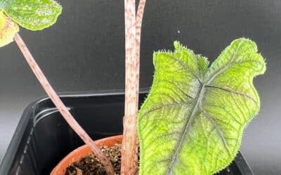 Suivi de culture: Alocasia jacklyn