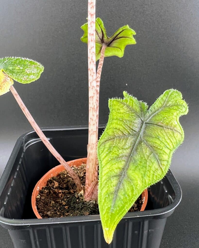 Details eines Blattes von Alocasia jacklyn