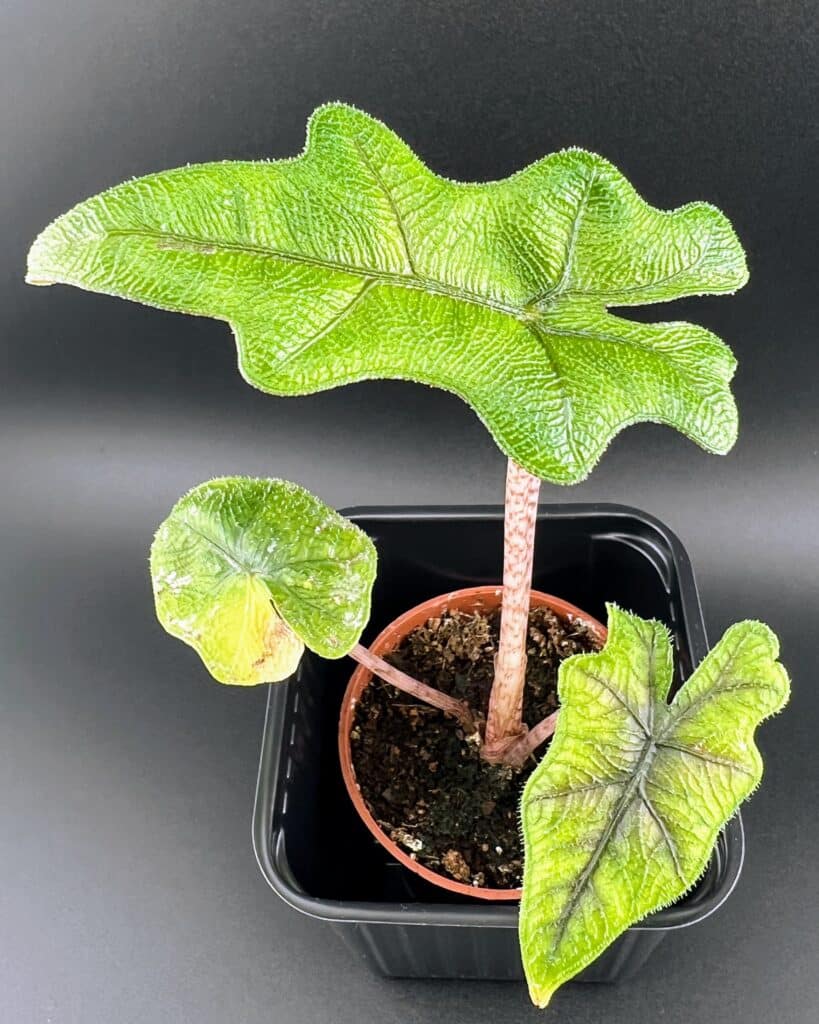 Draufsicht auf die Blätter einer Alocasia jacklyn