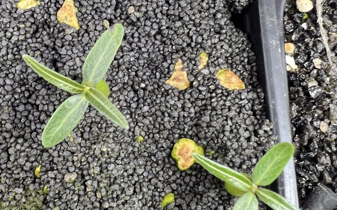 Pachypodium rosulatum gracilis Aussaat: Tipps zur Gewöhnung