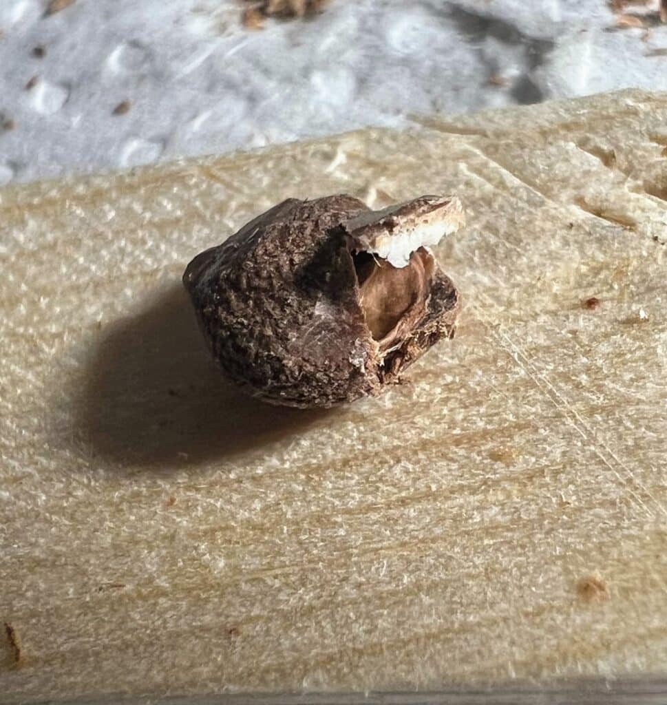 Détail d'un opercule légèrement ouvert d'une graine d' Operculicarya pachypus