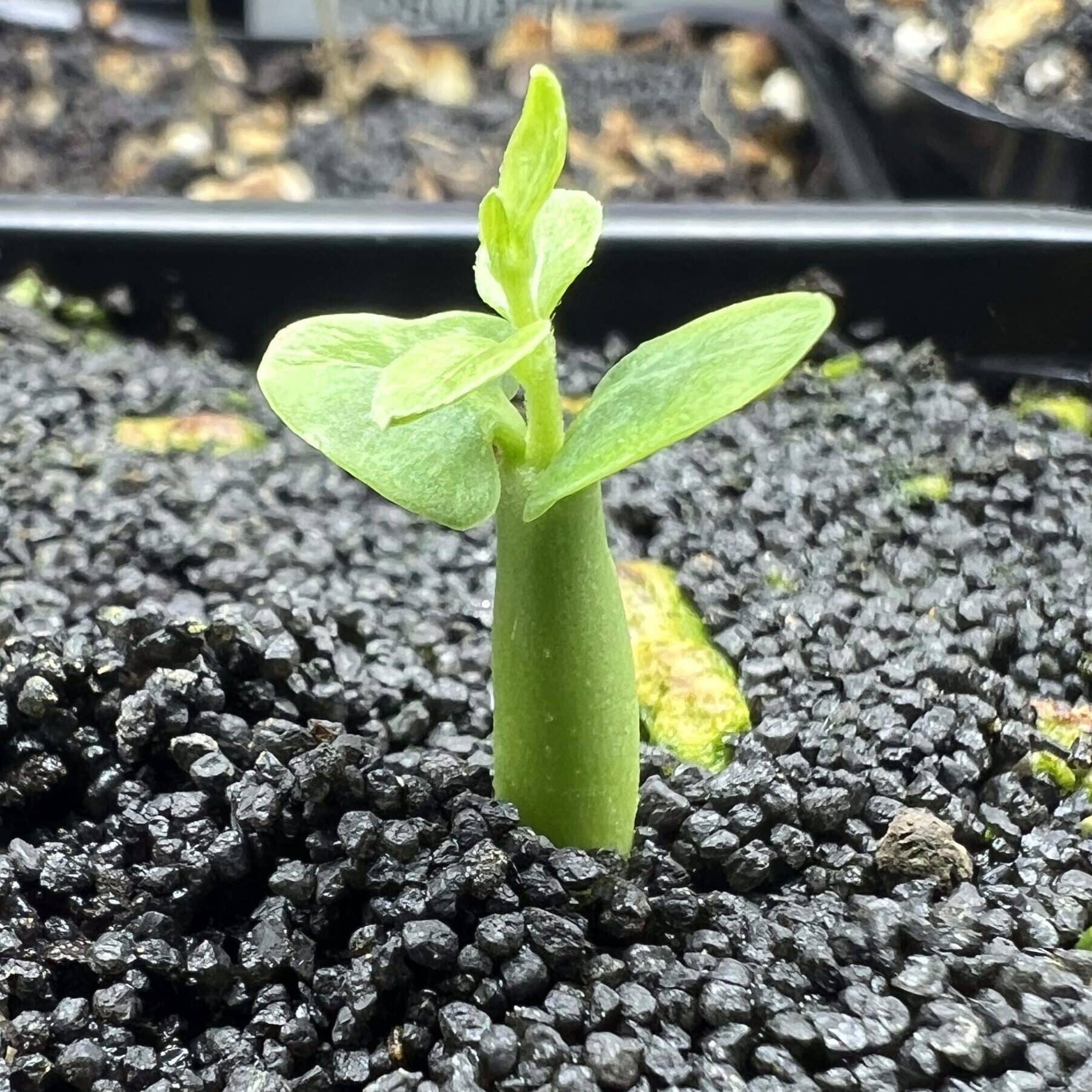 On voit les premières vraies feuilles en formation de ce Fockea edulis