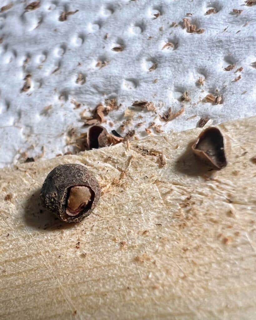 Detail eines Samens von Operculicarya pachypus mit geöffnetem Operculum