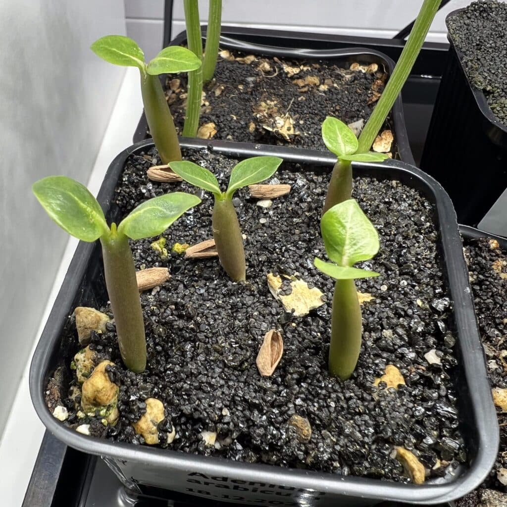 detail sur les troncs de semis de adenium arabicum scaled