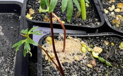 Suivi de culture: Bursera fagaroides