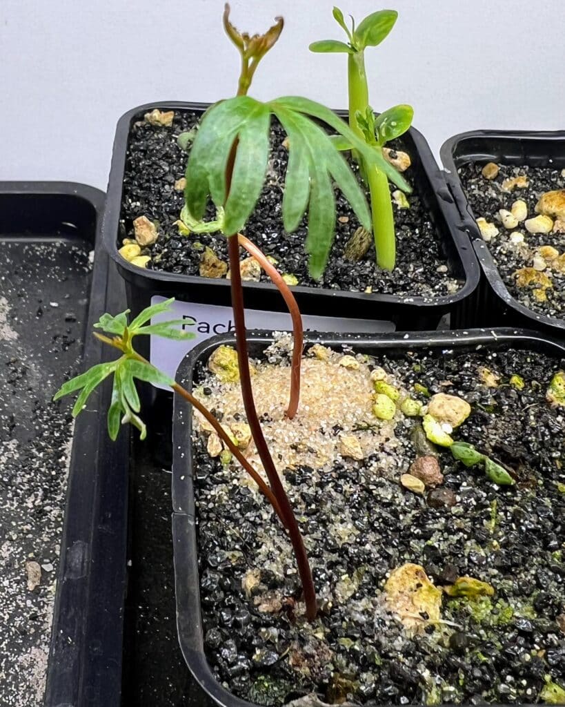 détails de la feuille d'un semis de bursera fagaroides