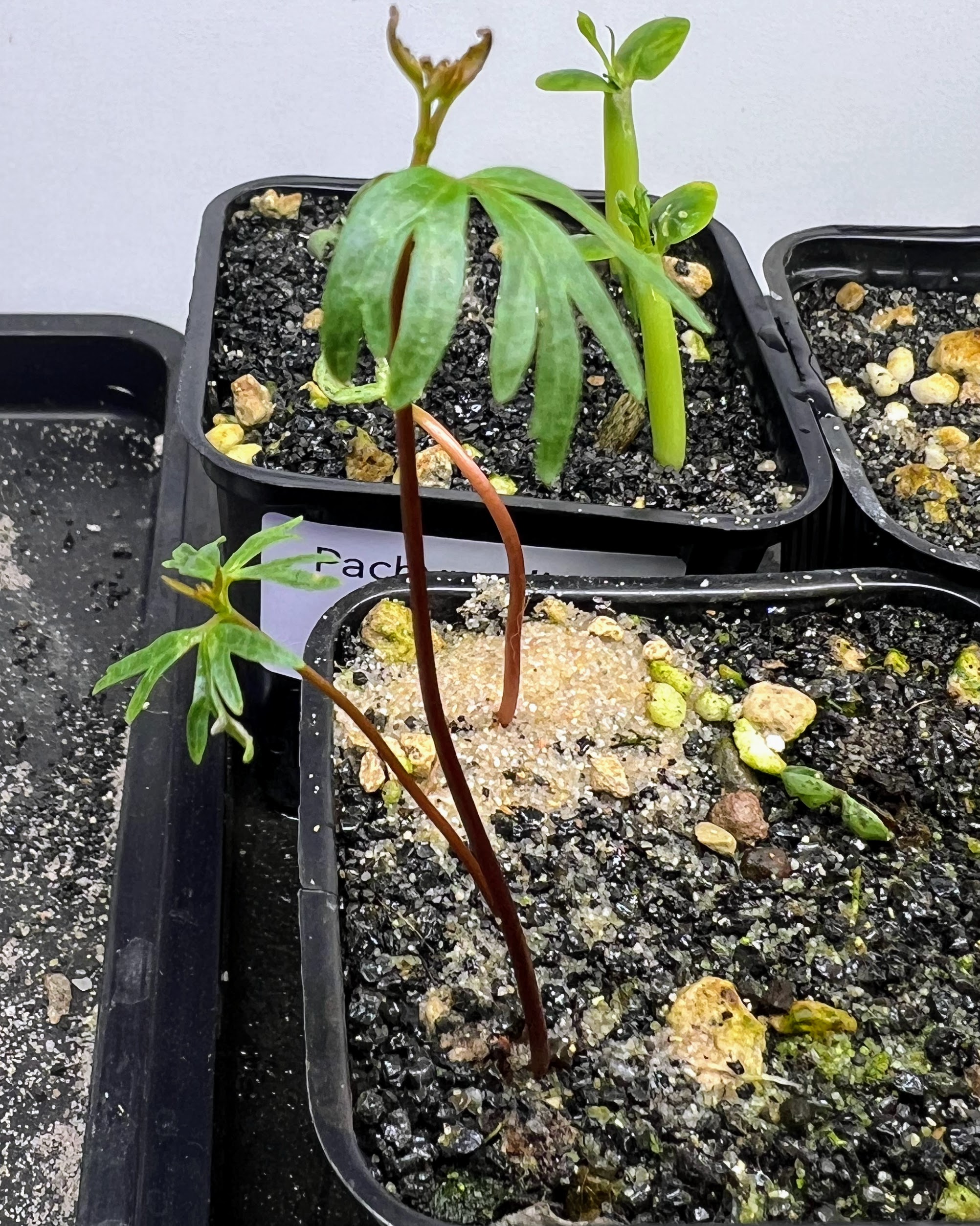 details de la feuille dun semis de bursera fagaroides