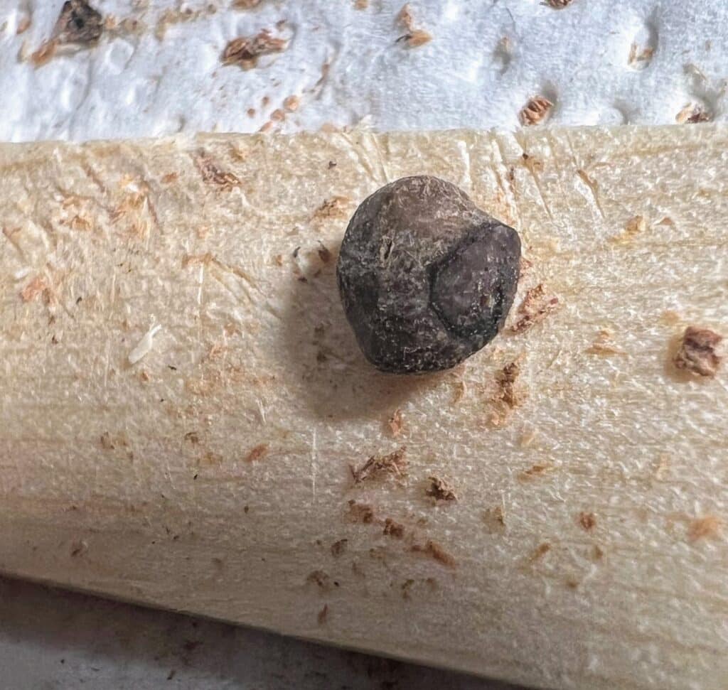 Ränder des Operculums von Operculicarya pachypus im Detail