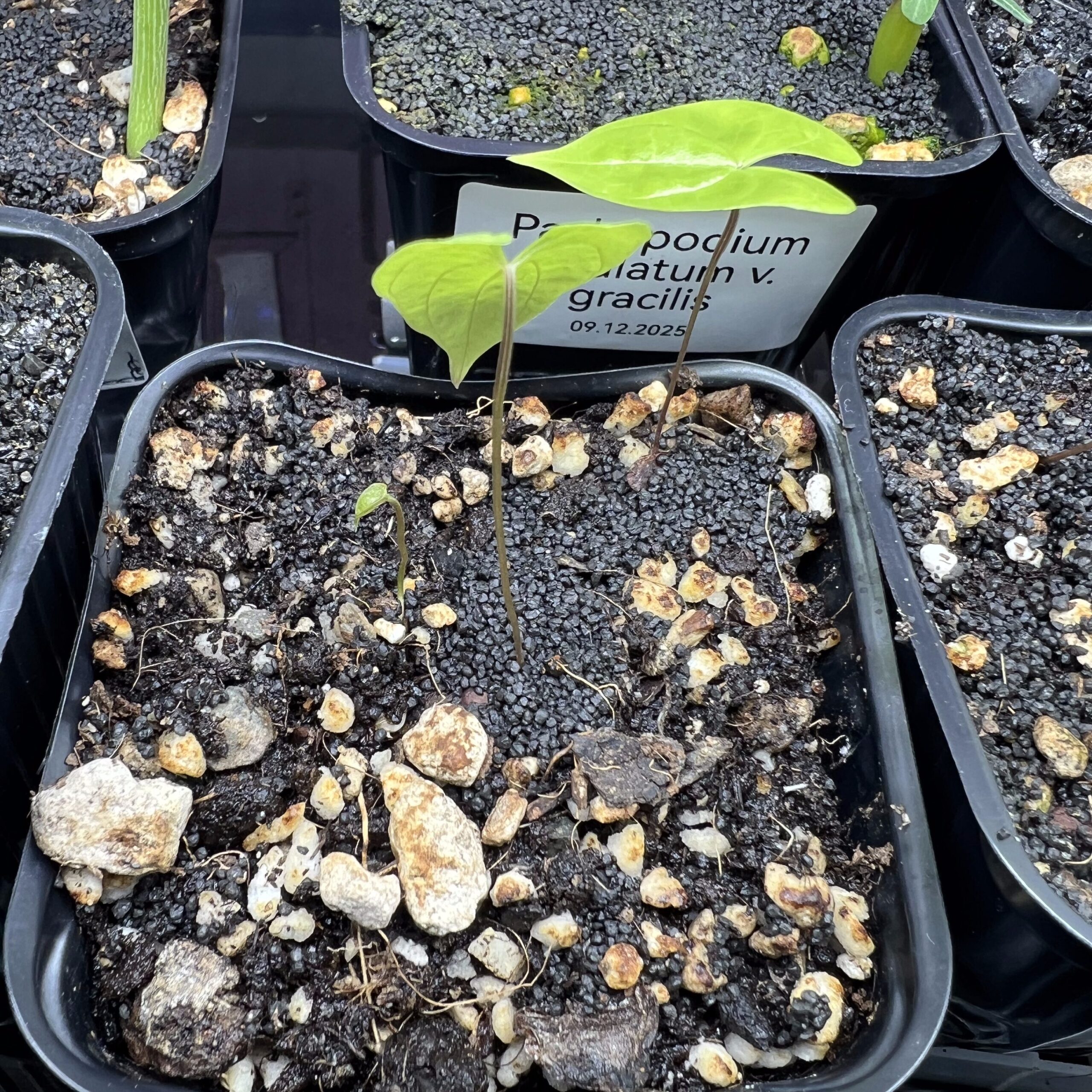 L'arrière des feuilles de Dioscorea mexicana