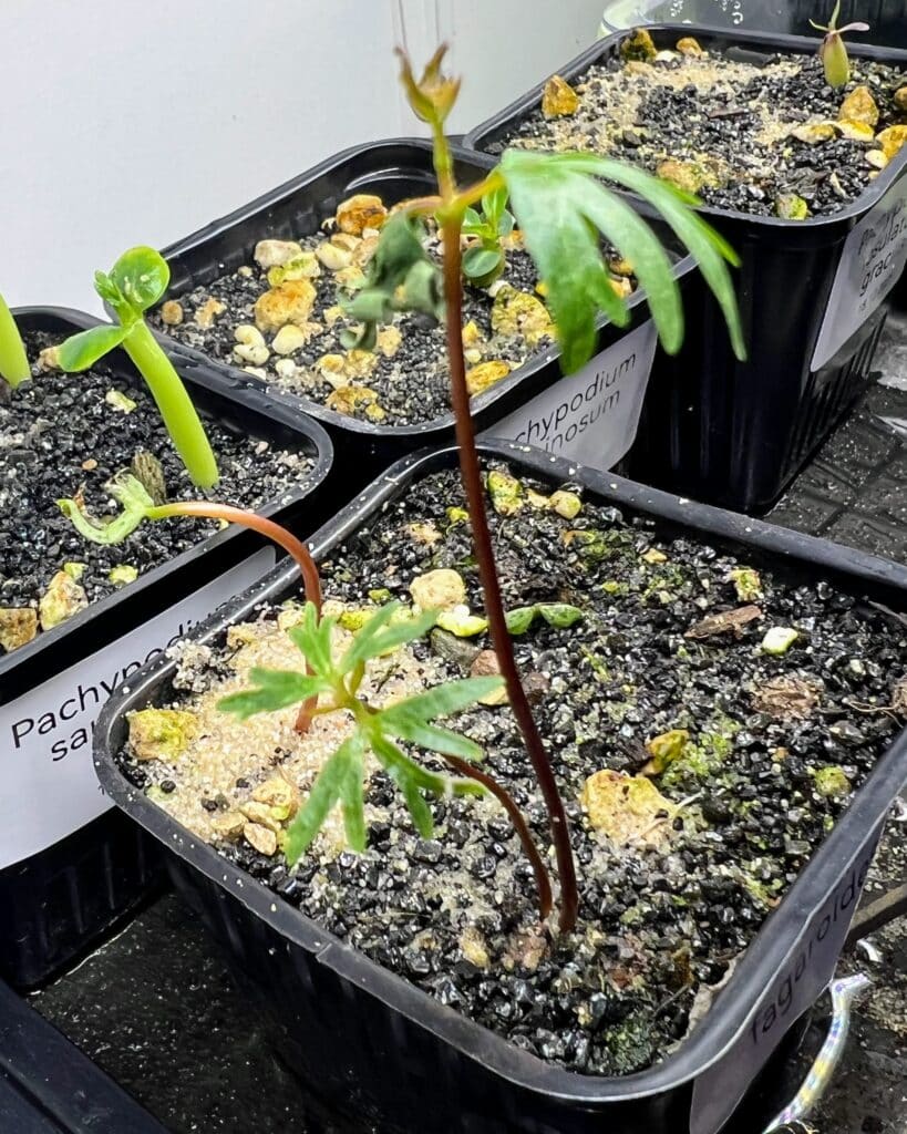 deux semis de bursera fagaroides levés depuis quelques jours