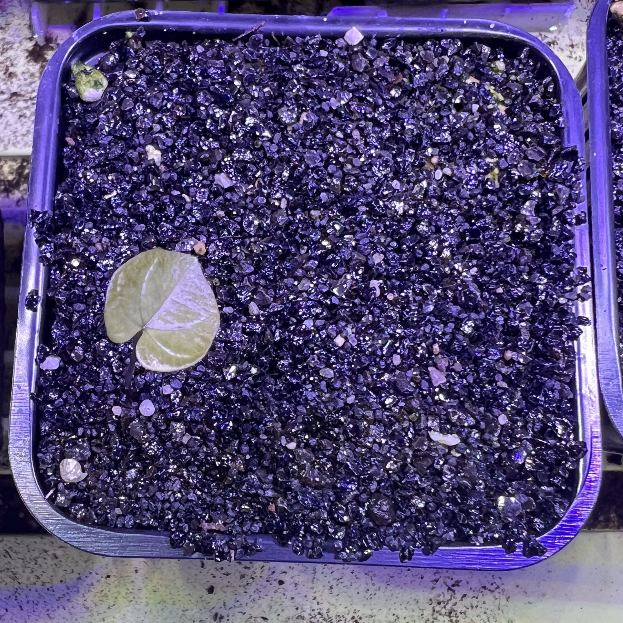 Première feuille de Dioscorea elephantipes, semis de quelques semaines