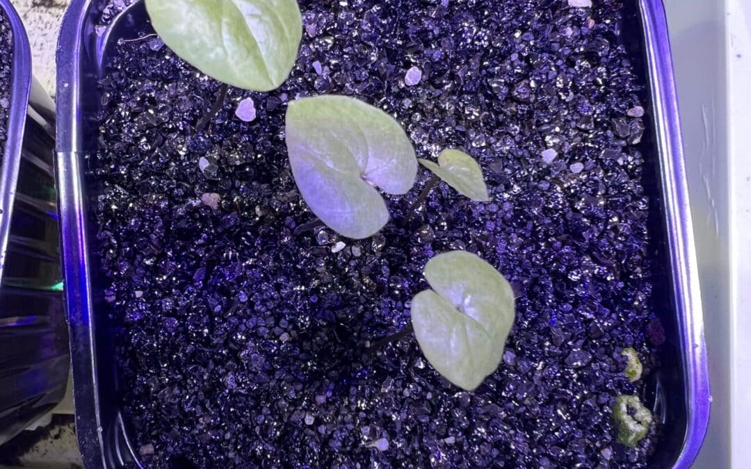 Kulturbegleitung: Dioscorea elephantipes v. montana