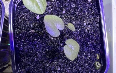 Suivi de culture: Dioscorea elephantipes v. montana