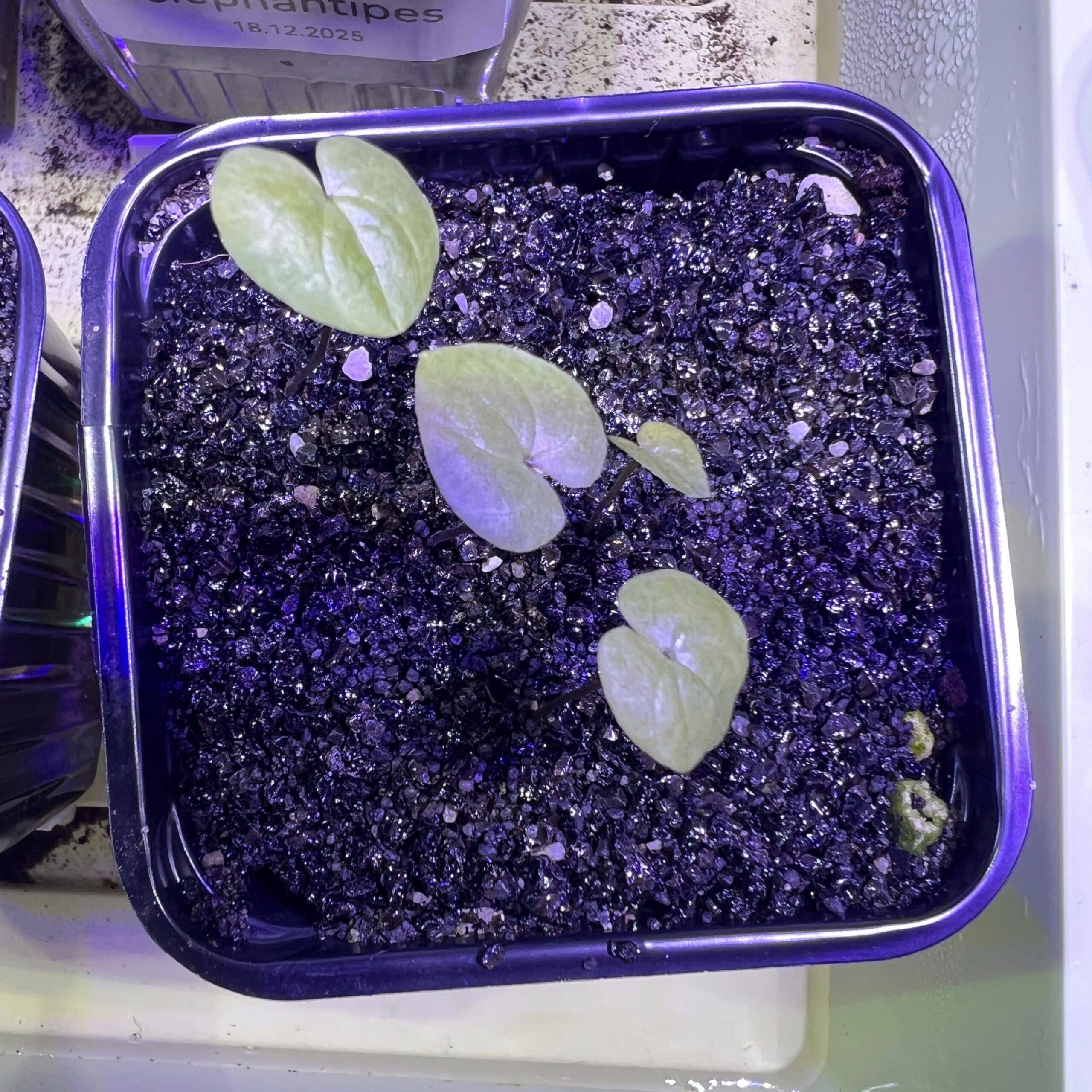 Feuilles de semis de Dioscorea elephantipes v. montana, sur un substrat foncé