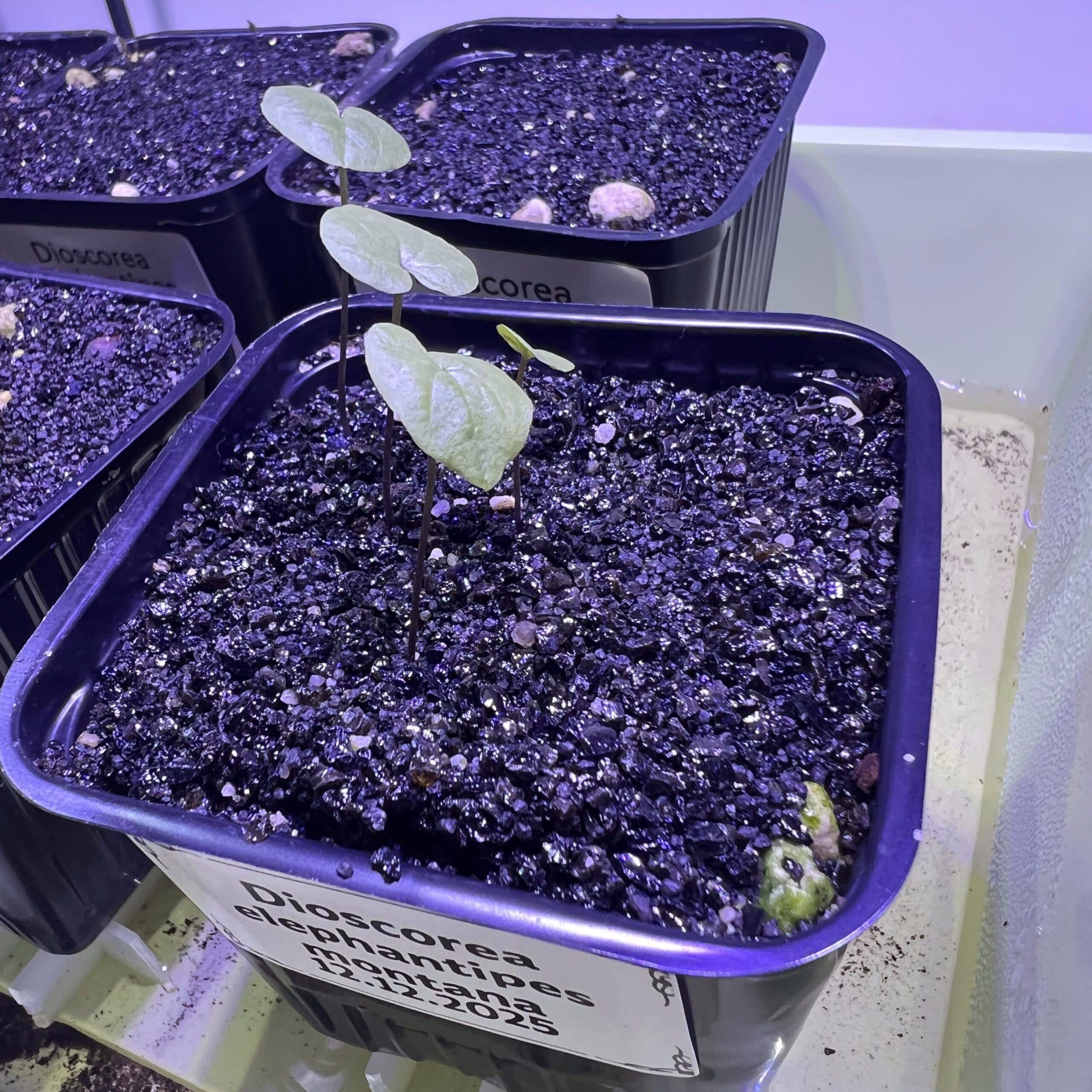 Un autre angle sur les feuilles de plantules de Dioscorea elephantipes montana