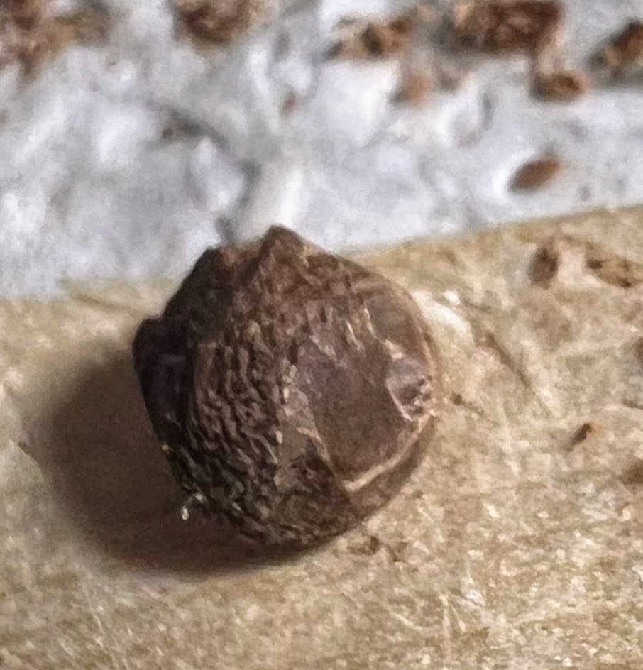 Samen von Operculicarya pachypus mit sichtbaren Rändern des Operculums