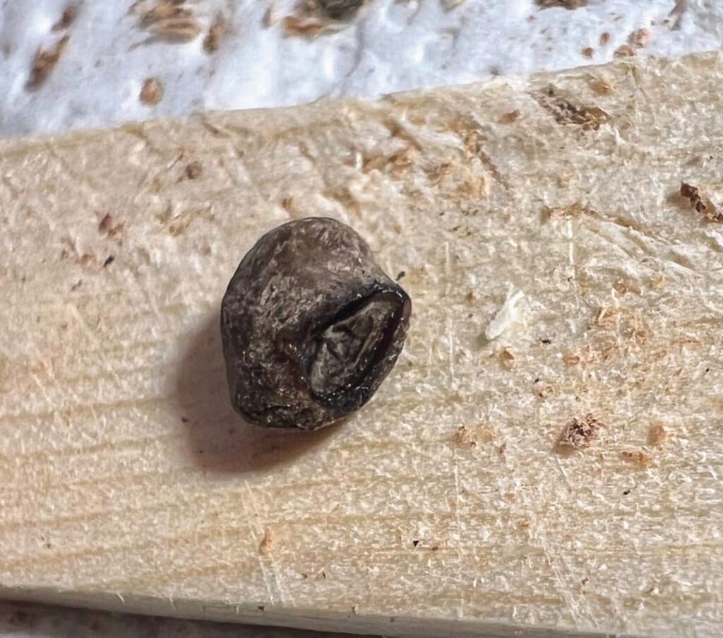 Samen von Operculicarya pachypus mit abgestorbenem Embryo