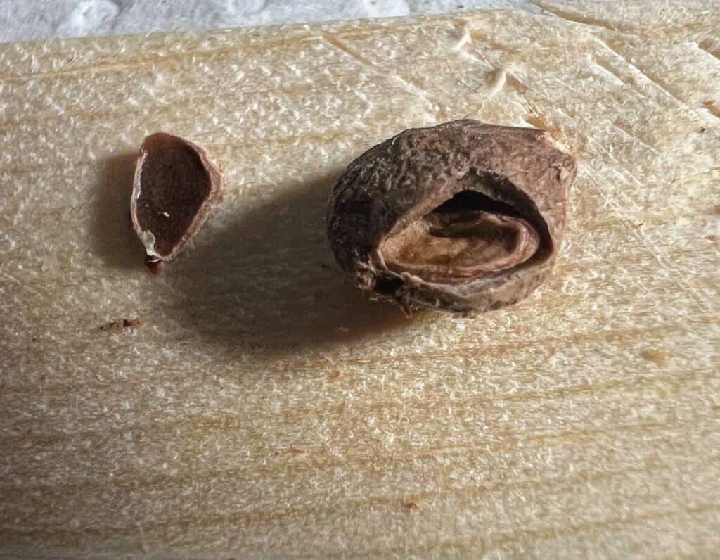 Abgestorbener Samen von Operculicarya pachypus