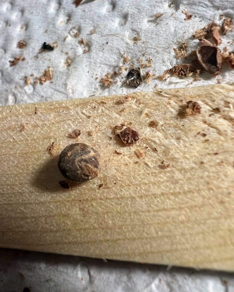 Samen von Operculicarya pachypus