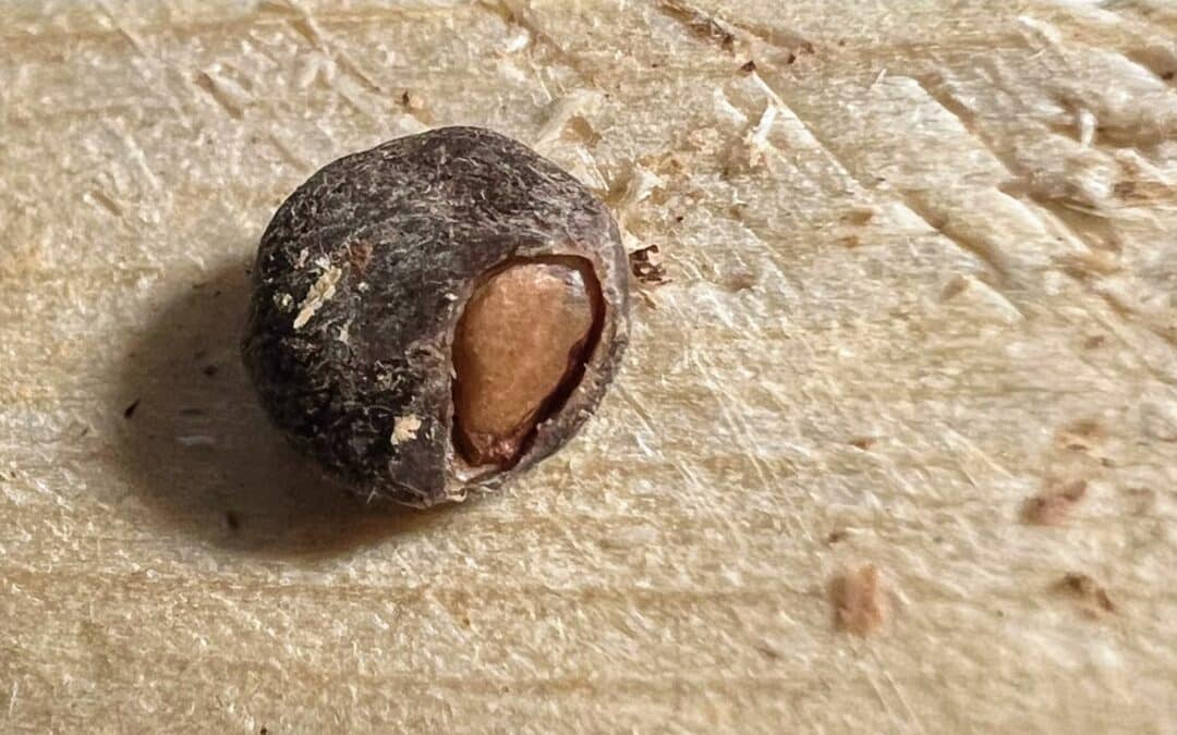 Kulturbegleitung: Operculicarya pachypus