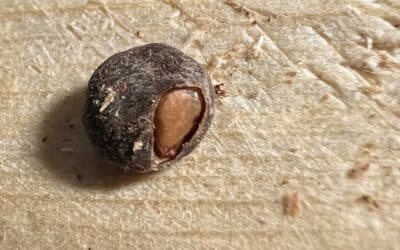 Suivi de culture: Operculicarya pachypus