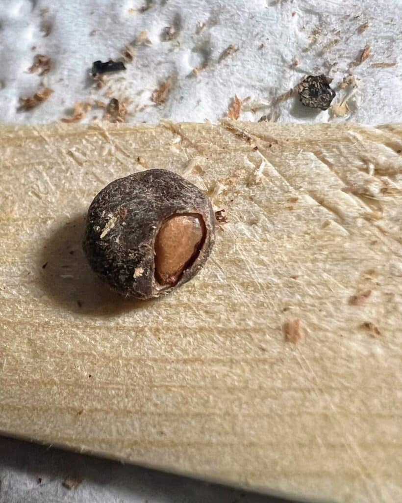 Geöffneter Samen von Operculicarya pachypus ohne Operculum