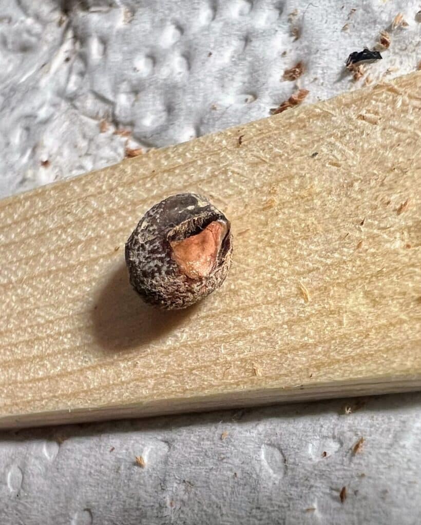 Lebensfähiger Samen von Operculicarya pachypus