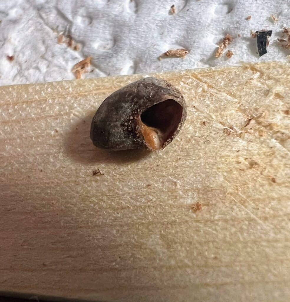 Leere Samen von Operculicarya pachypus