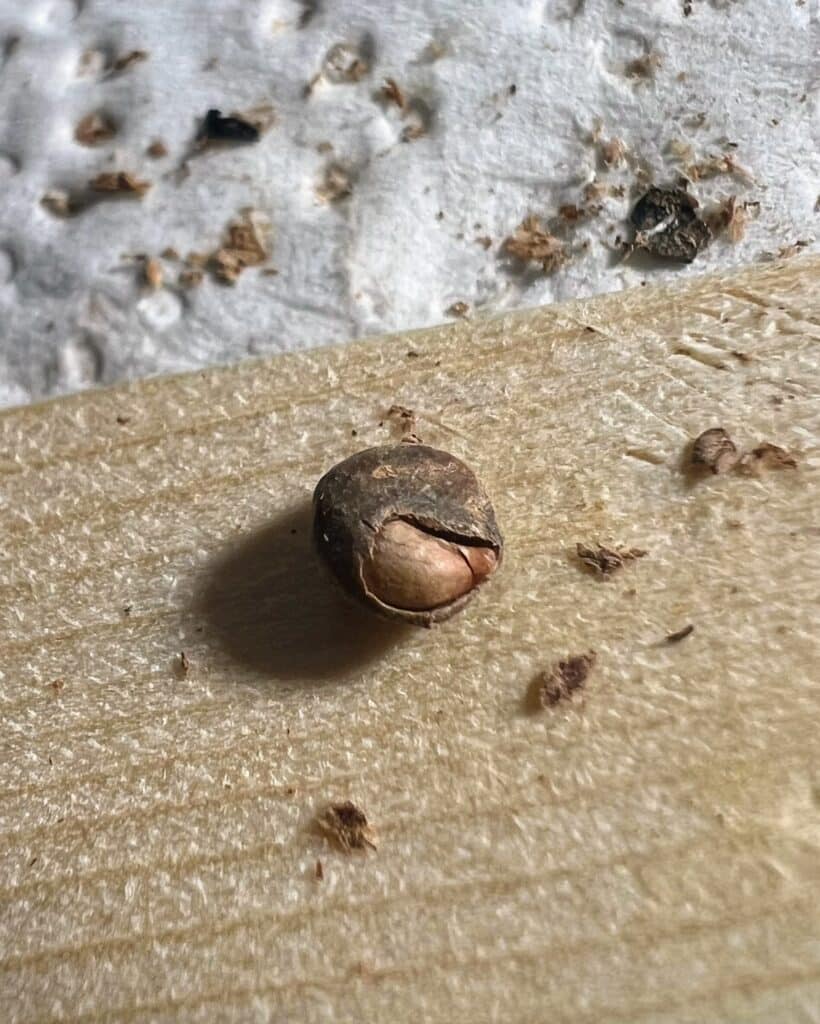 Samen von Operculicarya pachypus, bei denen das Operculum (der Deckel) entfernt wurde