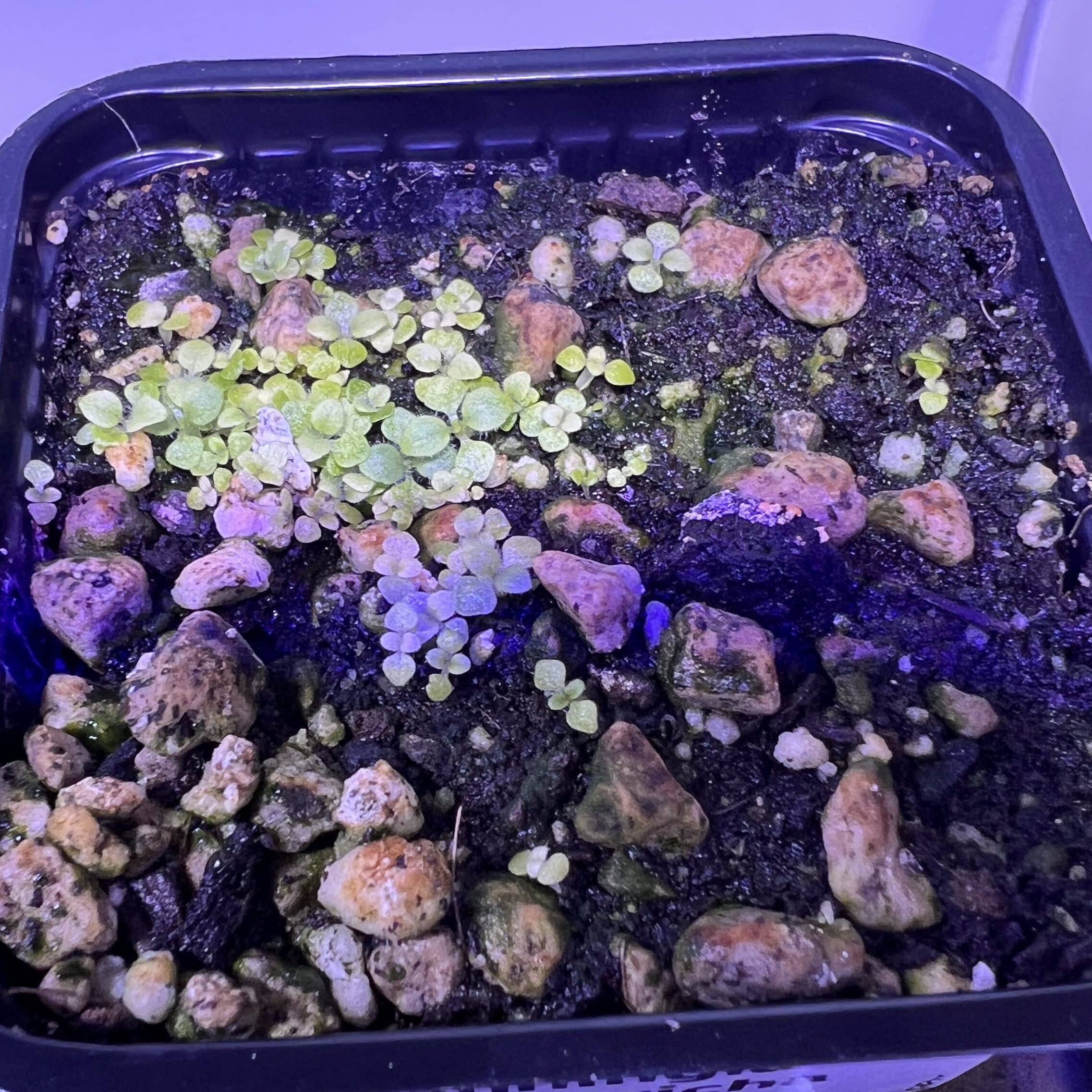 Premières feuilles de semis de Sinningia leucotricha