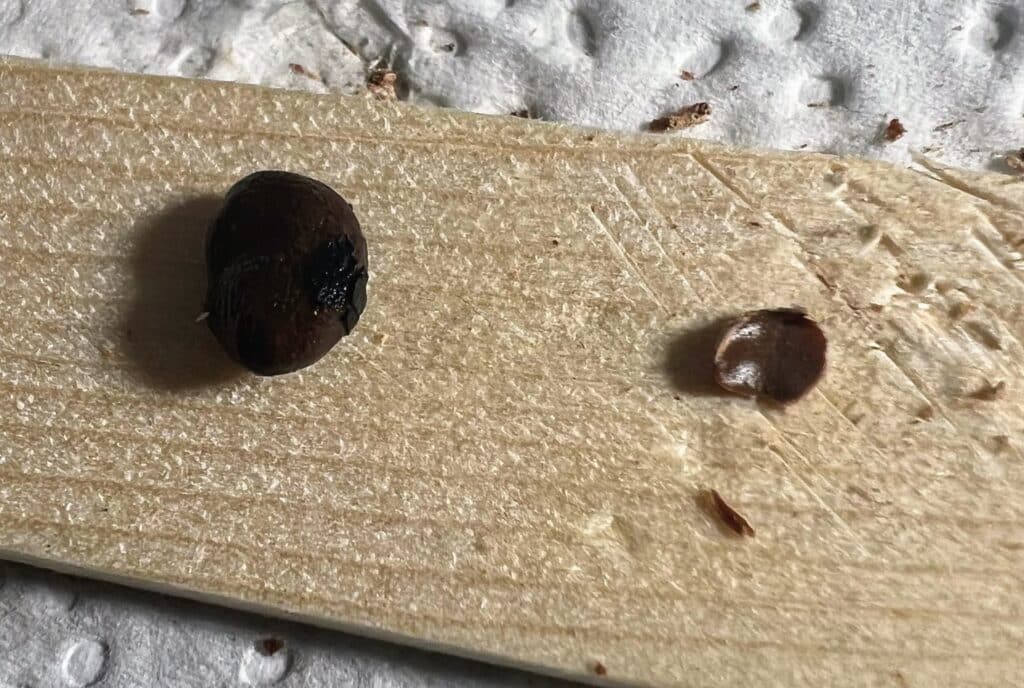 Detail des Operculums von Operculicarya pachypus