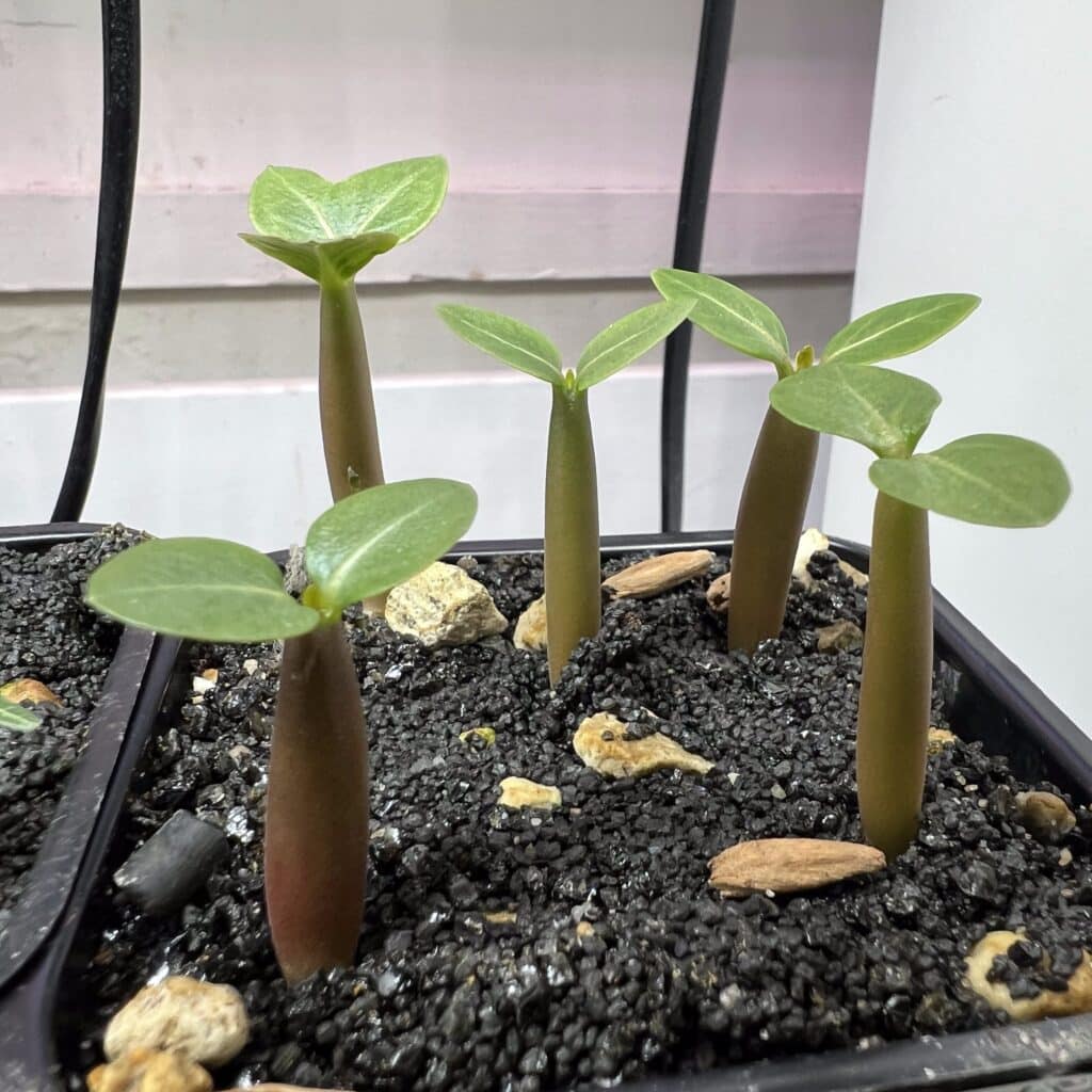 plantules de adenium arabicum scaled