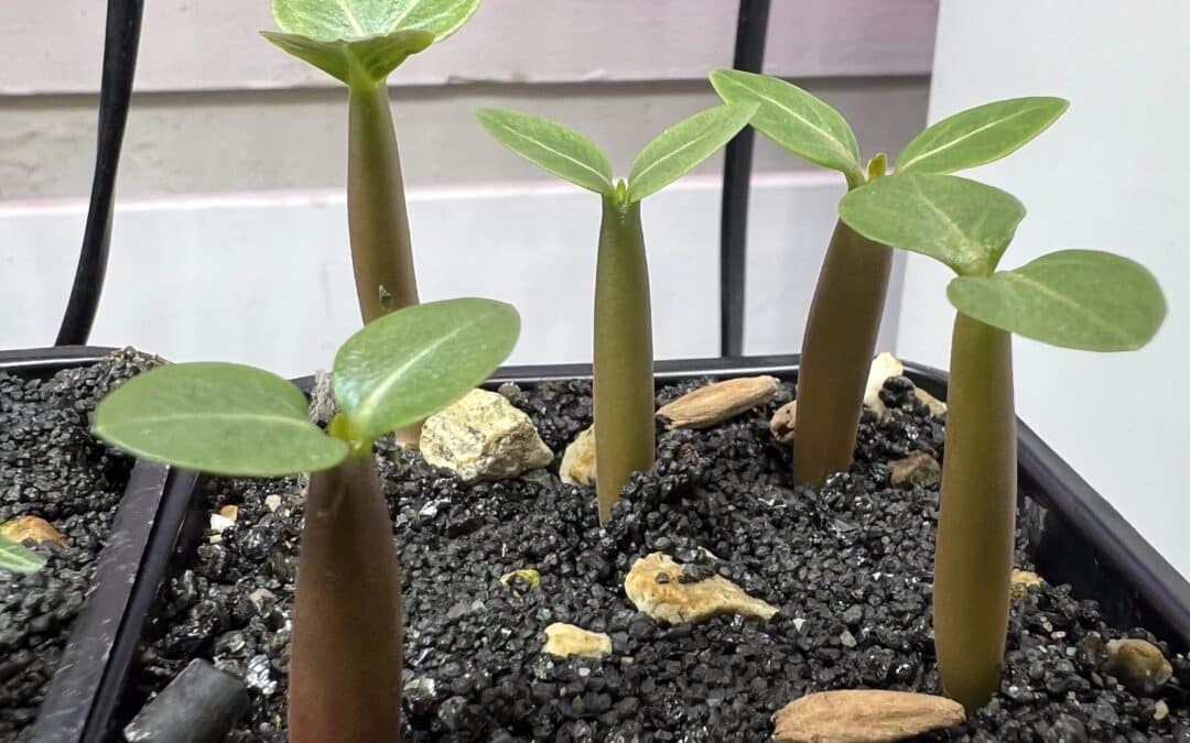 Adenium arabicum Aussaat: Vom Keimling zum dicken Caudex