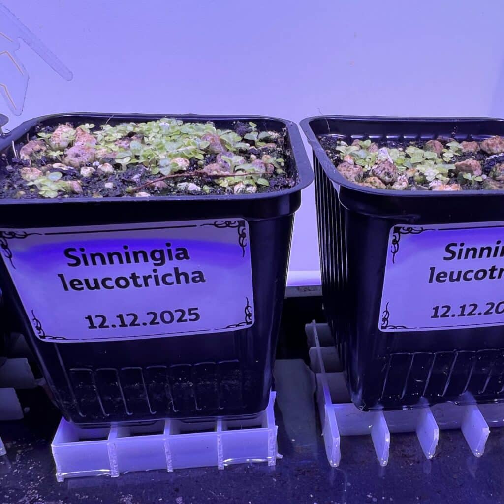 Einige Tage alte Sämlinge von Sinningia leucotricha (canescens)