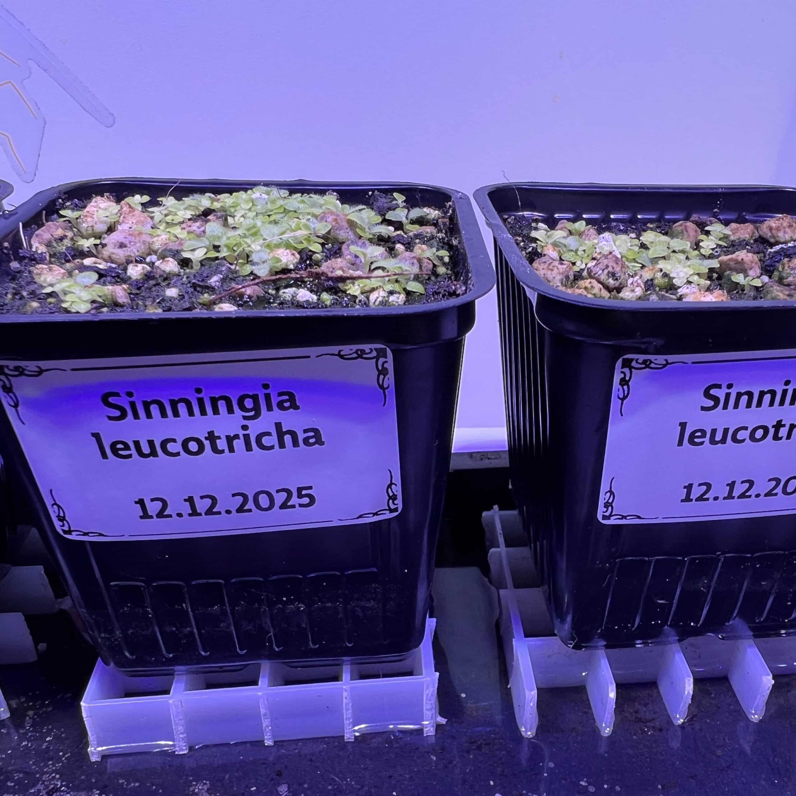 Semis de Sinningia leucotricha, on voit beaucoup de plantules beaucoup trop serrés