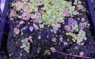 Kulturbegleitung: Sinningia leucotricha canescens