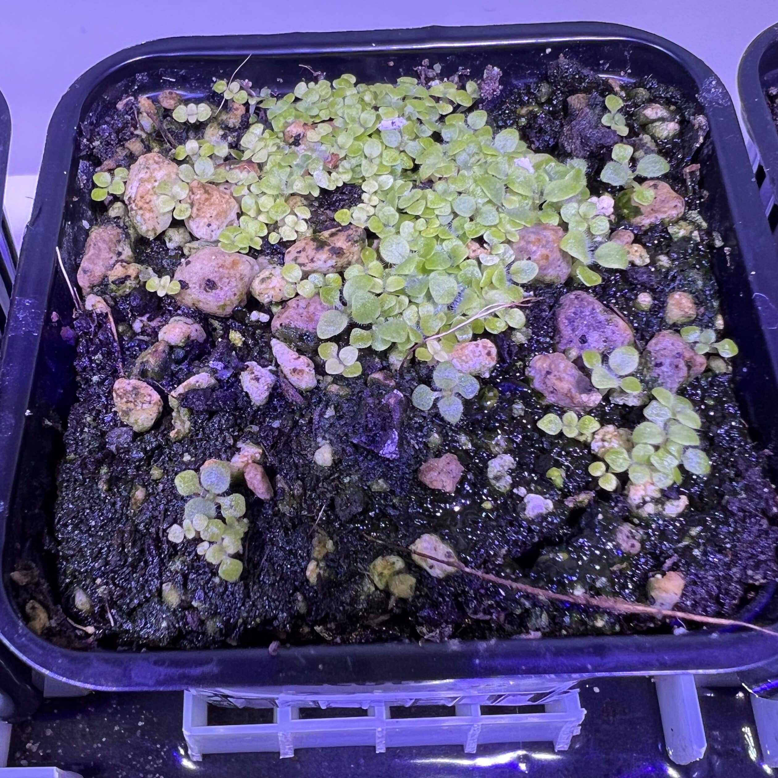 Semis très serrés de Sinningia leucotricha, on voit les premières feuilles