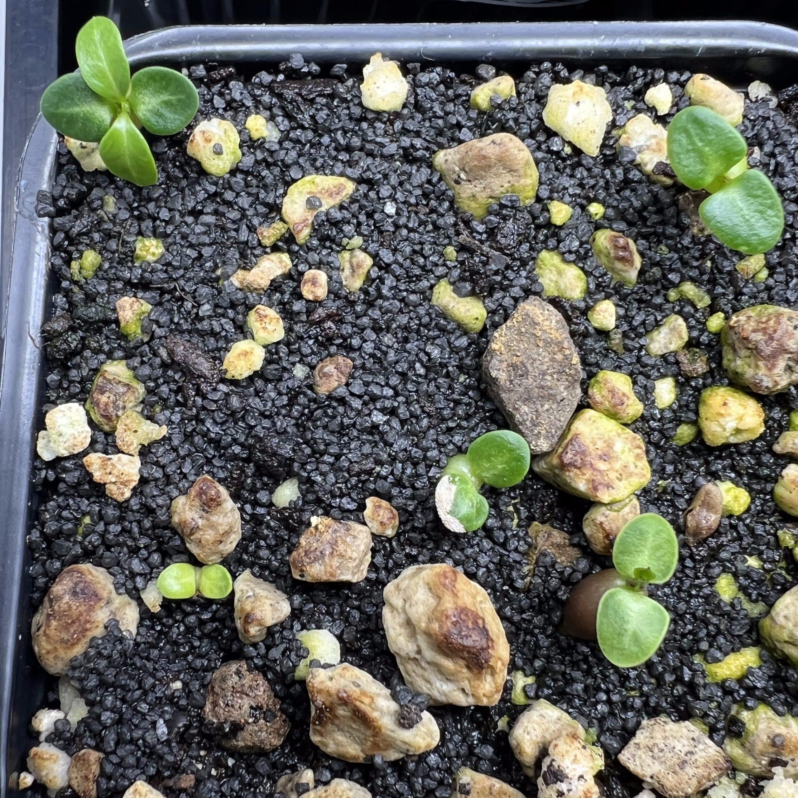 Vue en hauteur des feuilles des semis de Pachypodium bispinosum