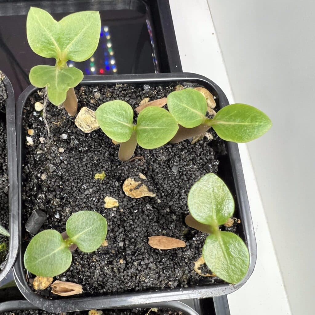 premieres feuilles de adenium arabicum scaled