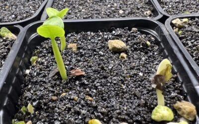 Kulturbegleitung: Pachypodium saundersii