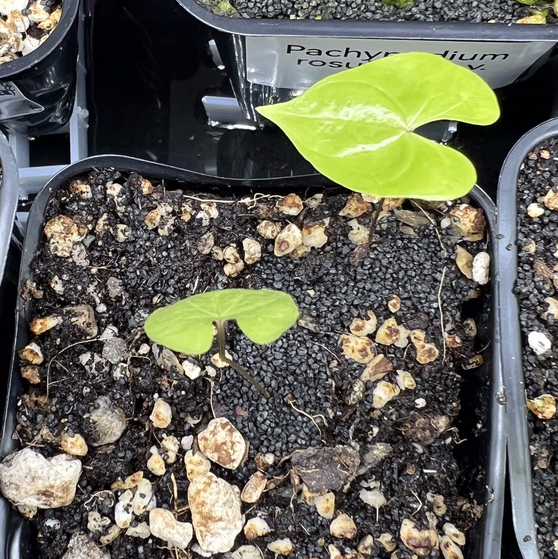 Gros plan sur une feuille d'un semis de Dioscorea mexicana