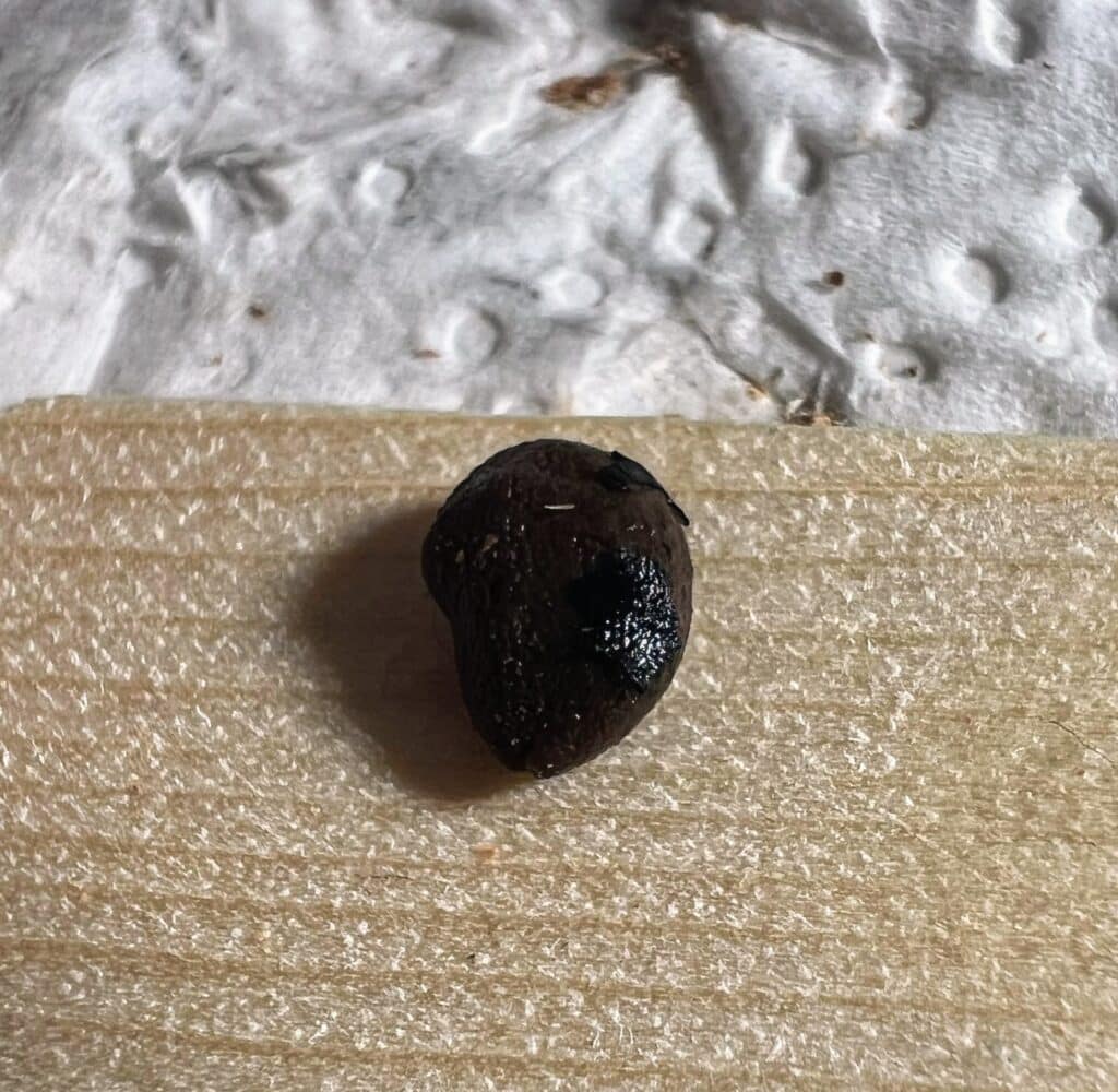 Samen von Operculicarya pachypus mit Fruchtfleischresten