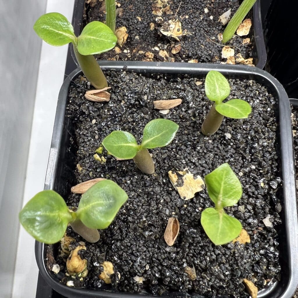 semis de adenium arabicum detail sur les feuilles scaled