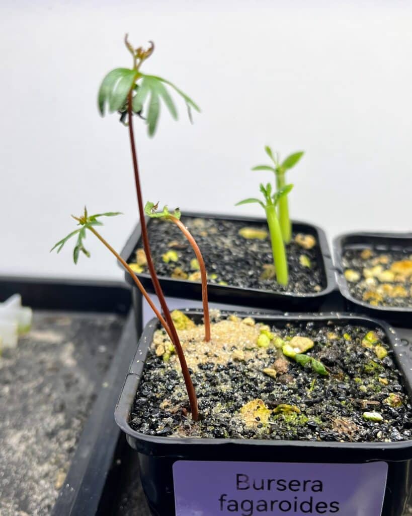 Plantules de Bursera fagaroide de quelques jours