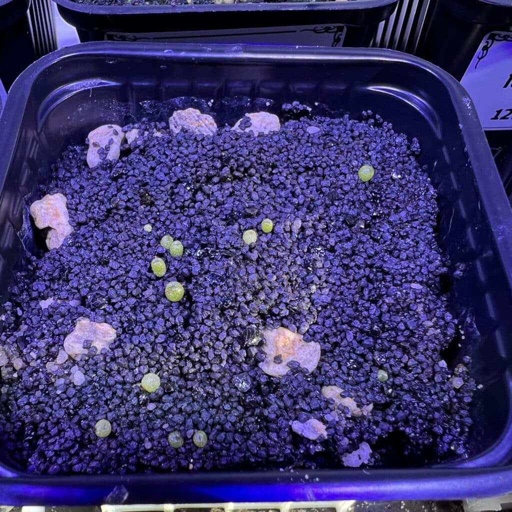 Sämlinge von Conophytum verrucosum