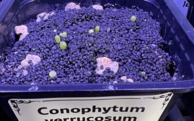 Kulturbegleitung: Conophytum verrucosum