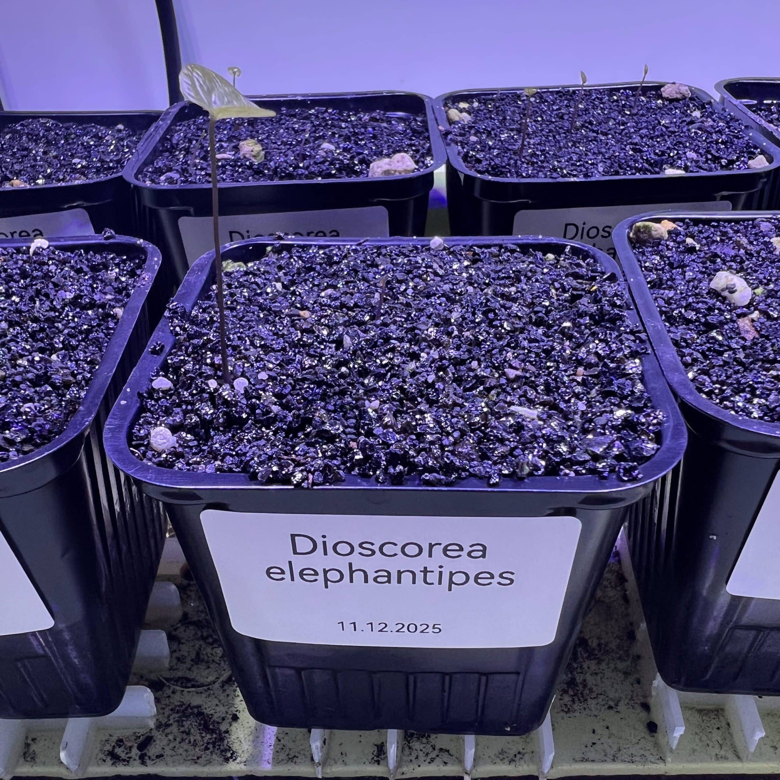 Vue de coté de la première feuille d'une plantule de Dioscorea elephantipes