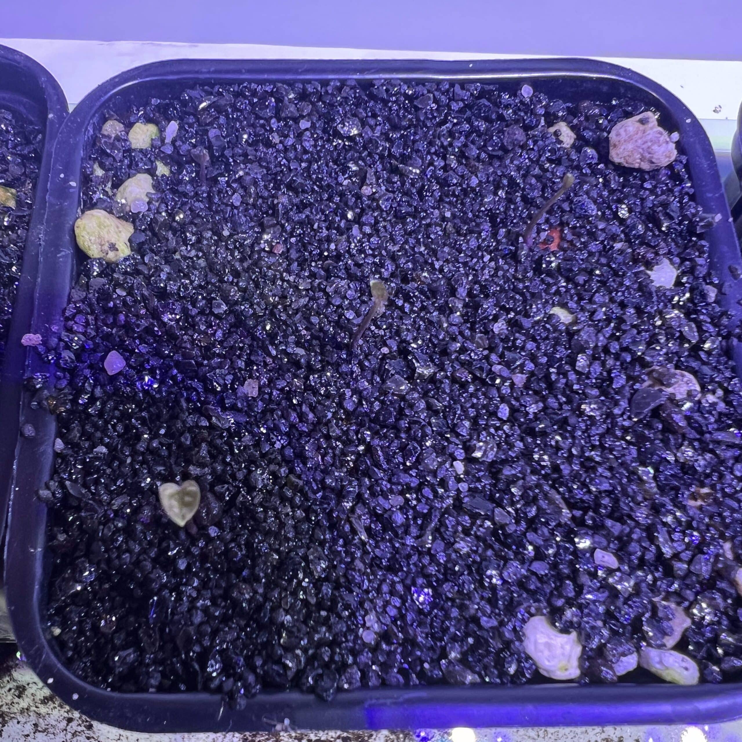 Première feuille de 1 jour de Dioscorea elephantipes v. montana